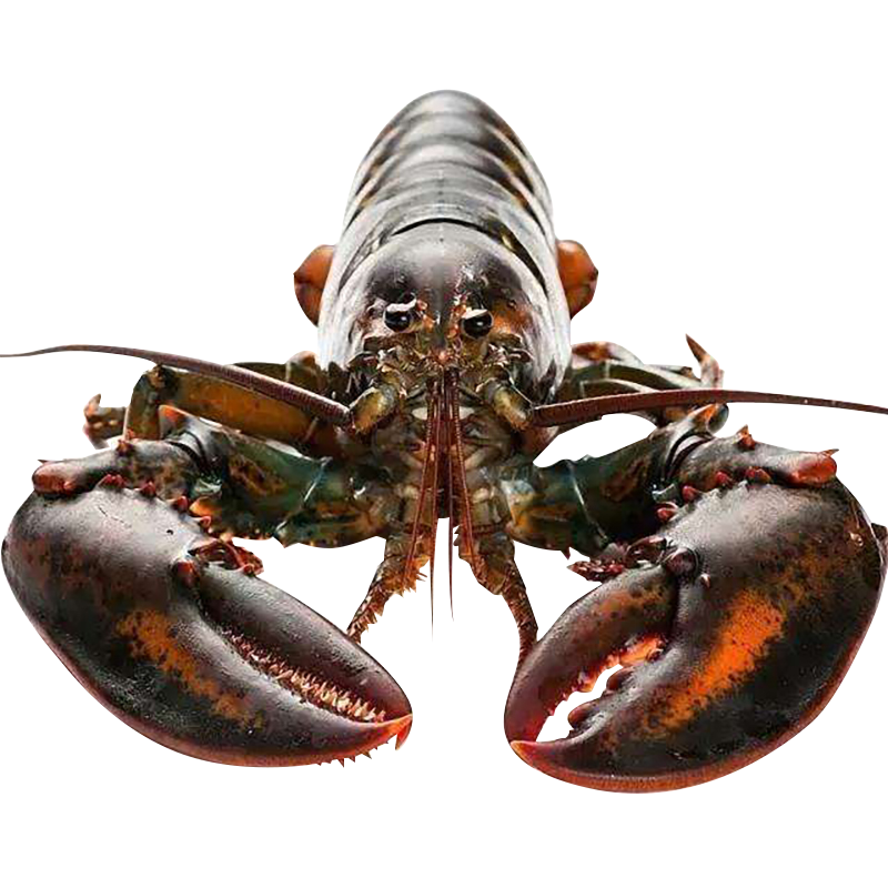 波士顿龙虾鲜活龙虾海鲜水产特大波斯顿大活虾加拿大波龙顺丰包邮