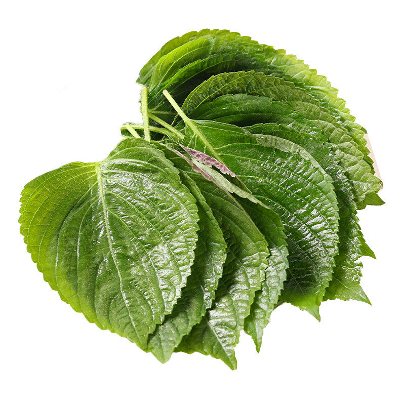 苏子叶子叶新鲜蔬菜韩国烤肉紫苏叶包饭菜叶东北其它