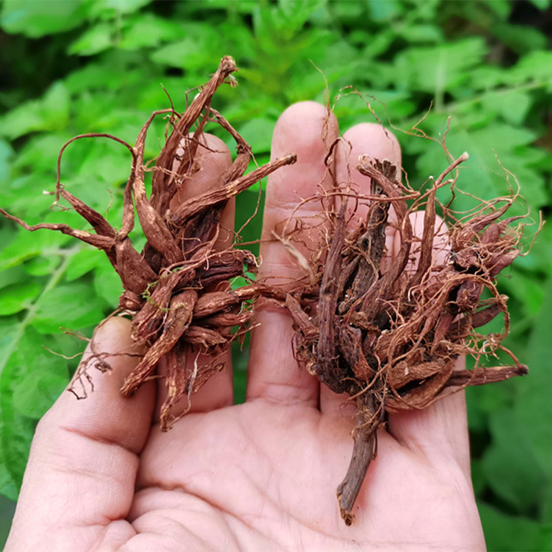 蛇麻草的功效和作用图片