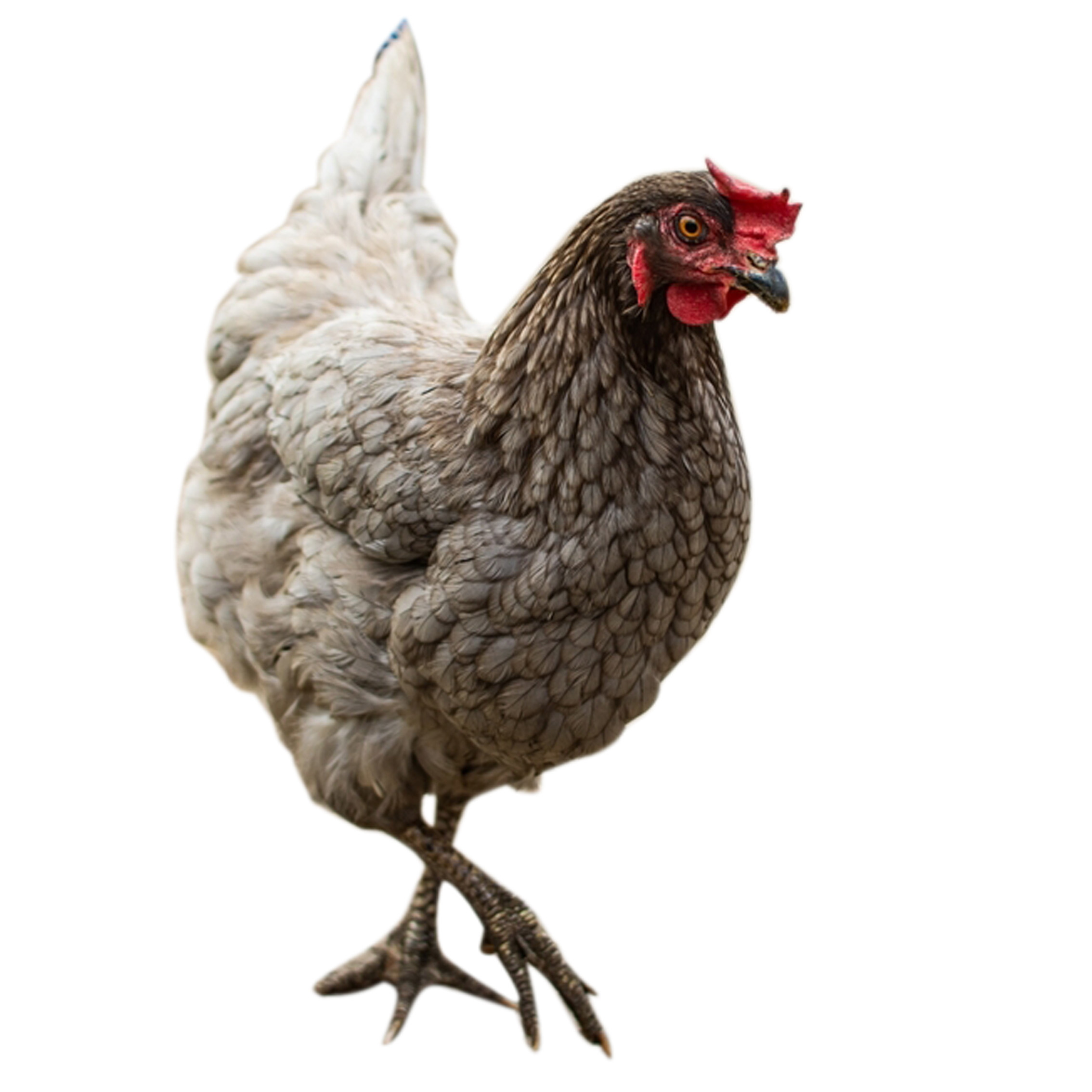 瓦灰农家散养土鸡观赏鸡虫草鸡绿壳蛋鸡活体鸡皮纸