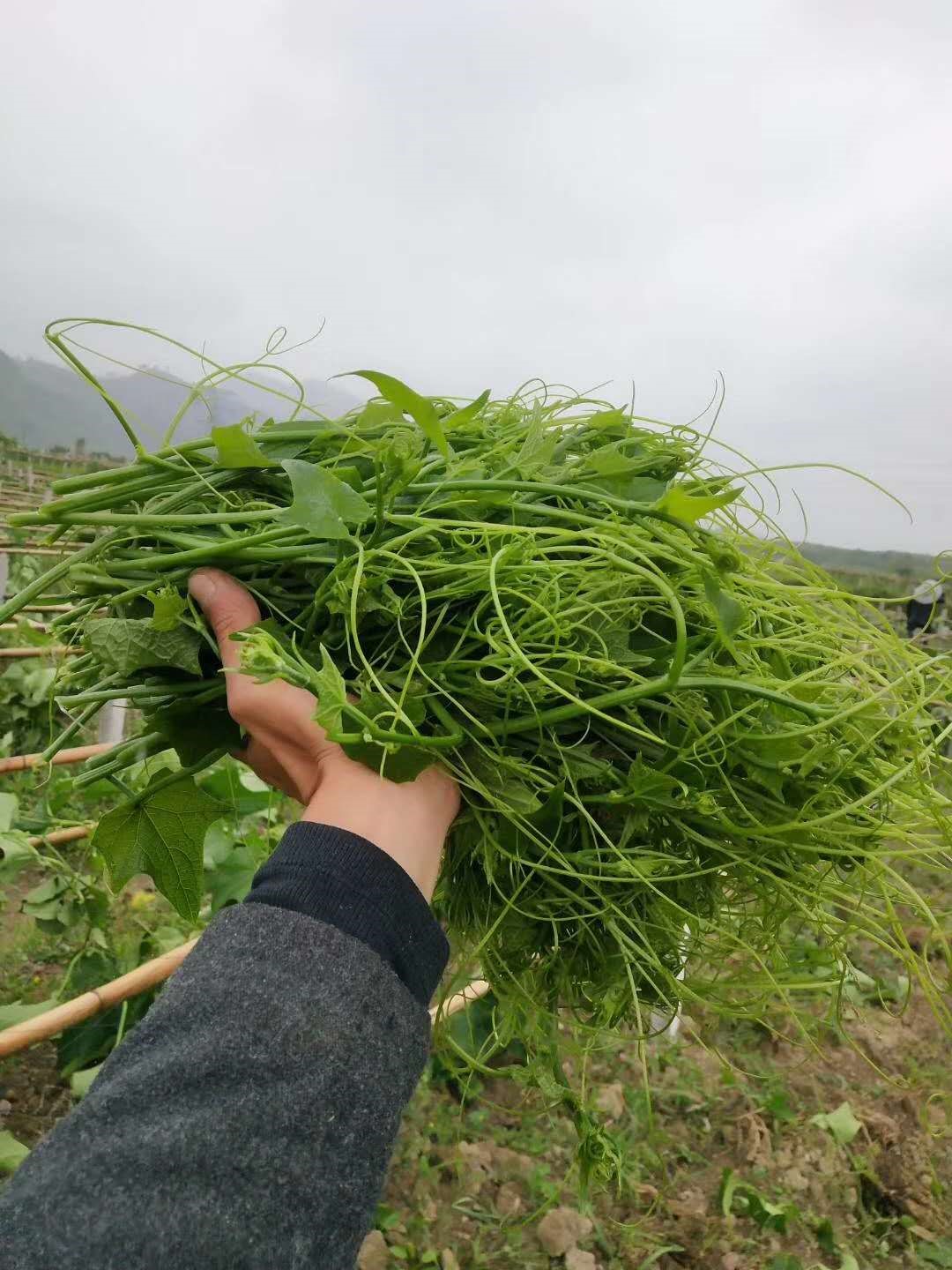 2020龙须菜洋瓜食用自种农家瓜尖佛手蔬菜新鲜手机保护套