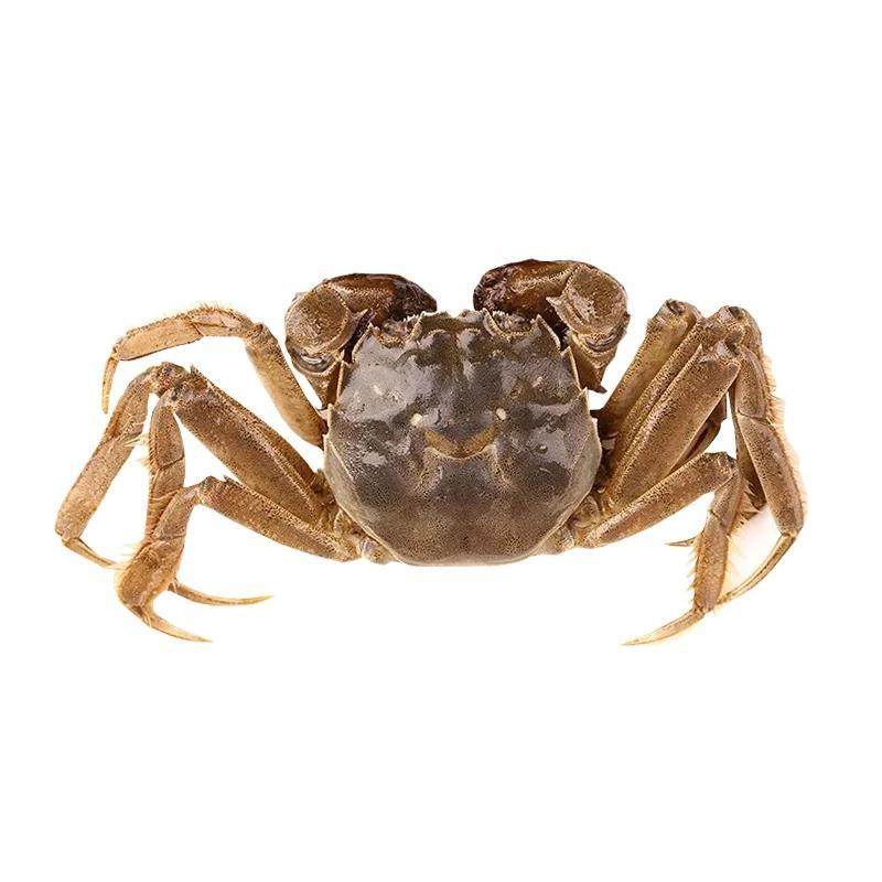 正宗扣蟹活体螃蟹优质黄优质淡水六月鲜活寄居蟹