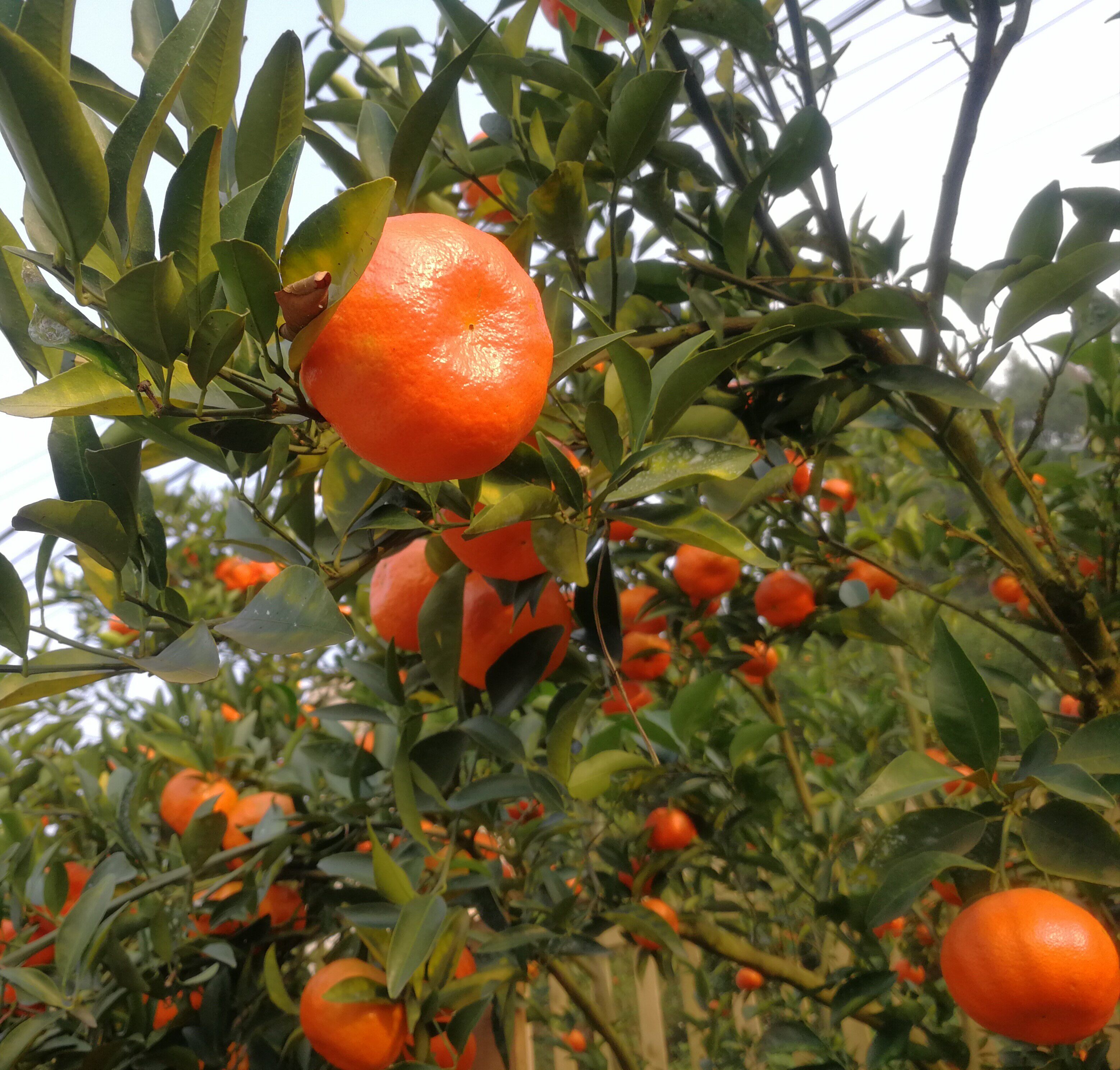 四川红橘万州红桔大红红袍陈皮橘子新鲜水果手机保护套