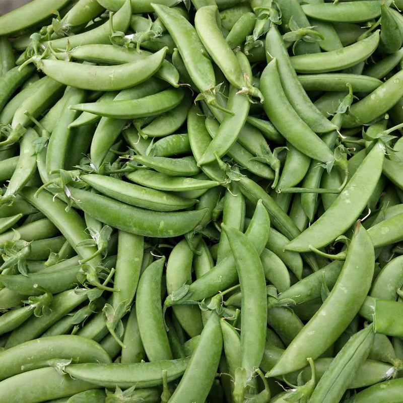现摘新鲜甜豆带壳甜豆鲜豌豆荚青豌豆5斤非荷兰豆 不剥壳甜豌豆