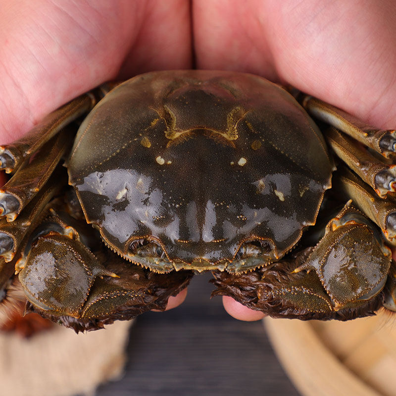 大闸蟹10只野生新鲜毛蟹活螃蟹公母带黄香辣固城湖大闸蟹