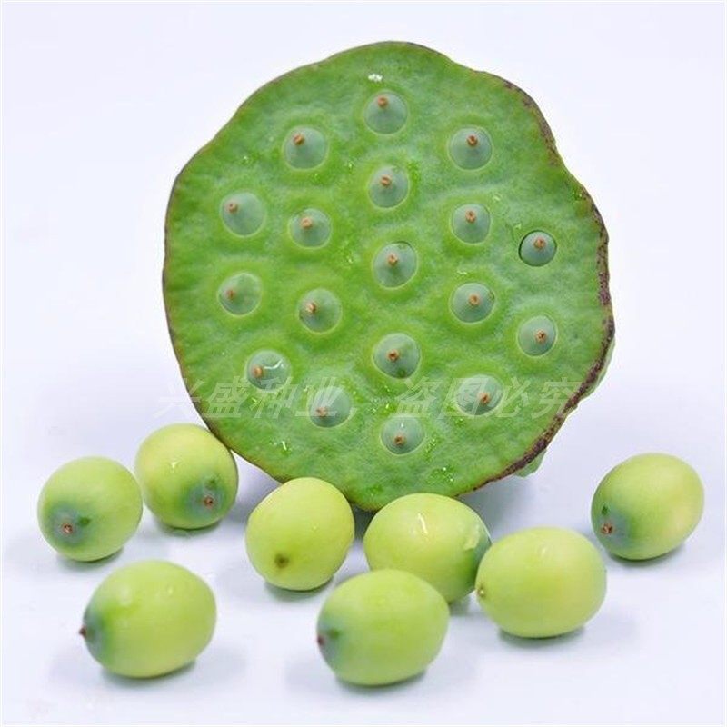 荷花大型种子观赏采莲磨盘莲籽四季莲子开口家庭园艺种子