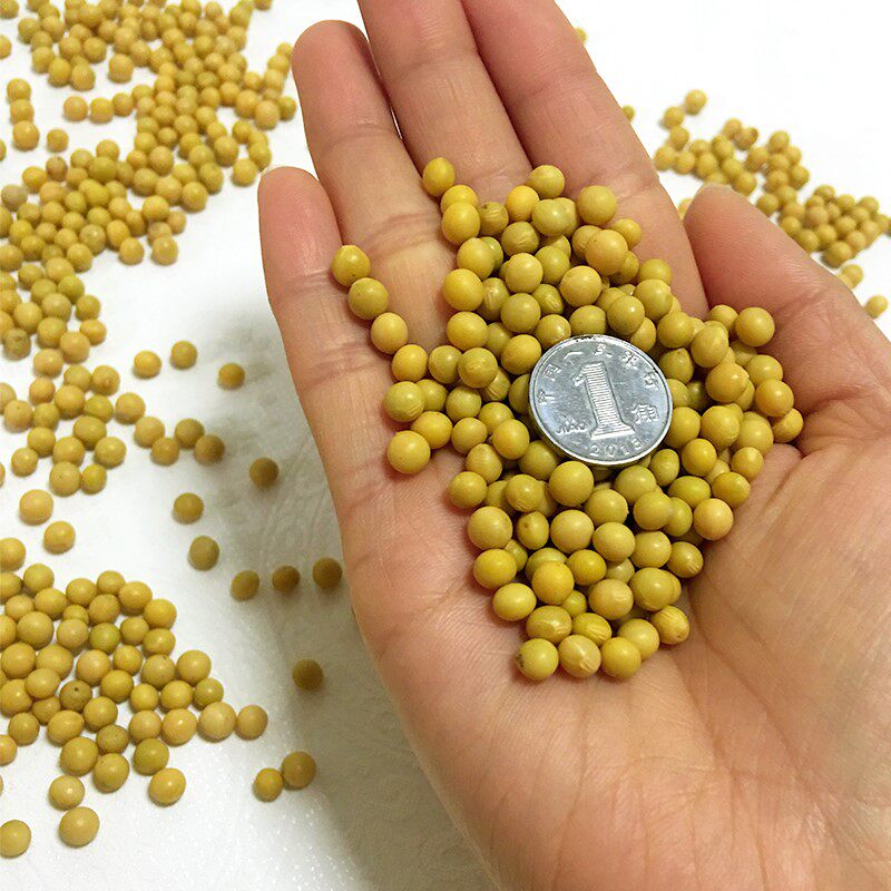 2021纯正纳豆小粒东北690新黄豆豆芽豆浆农家非转基因生发自种5斤-mc
