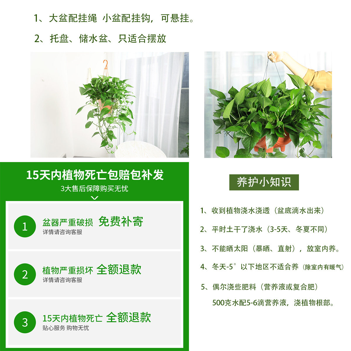 绿萝大盆长藤款垂吊植物爬墙绿植长藤吊兰水培绿植