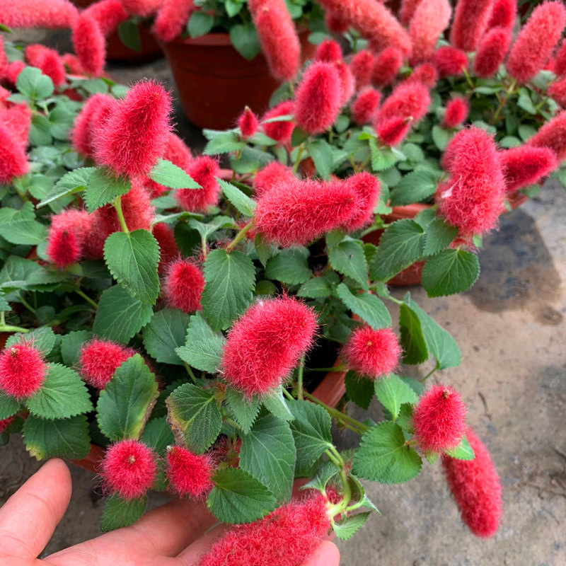 岁岁红盆栽红缨吊兰狗尾红狐狸花苗四季开花阳台花卉