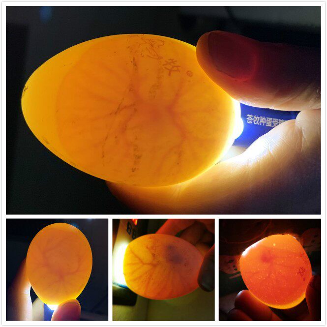 红脸洋鸭种蛋鸭蛋受精12枚配全全自动家用孵化机手机保护套