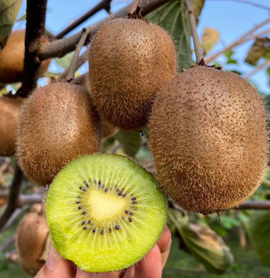 辰颐物语徐香猕猴陕西周至眉县绿心奇异果5斤应季新鲜水果中大果