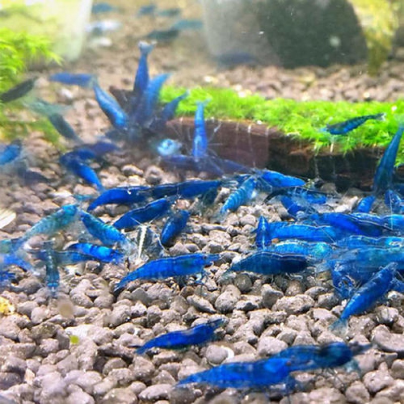 蓝色小虾活体虾观赏虾黑壳虾米虾蓝宝石虾除藻虾小缸虾樱花虾蓝虾