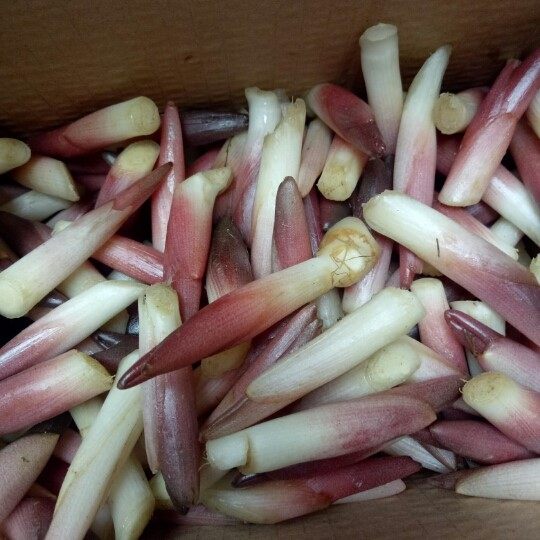 包邮湖北恩施利川特产野生蔬菜新鲜阳荷笋子手机保护套