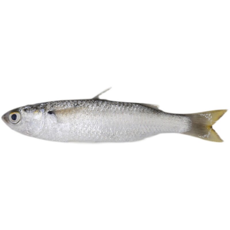 海鱼湛江新鲜虫鱼碰头乌头深海斋鱼鲜活水产鲳鱼