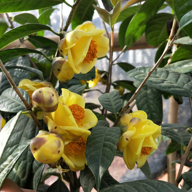 防城花卉四季室内外金黄色名贵盆栽金花茶花卉