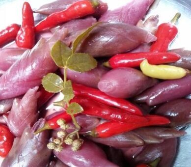 野生洋火酸辣莲花阳何姜洋藿腌制贵州新鲜阳荷其它干货