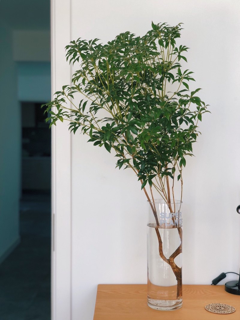 吊钟马醉木植物叶植物植物观绿植水养日式口水进口鲜花速递同城