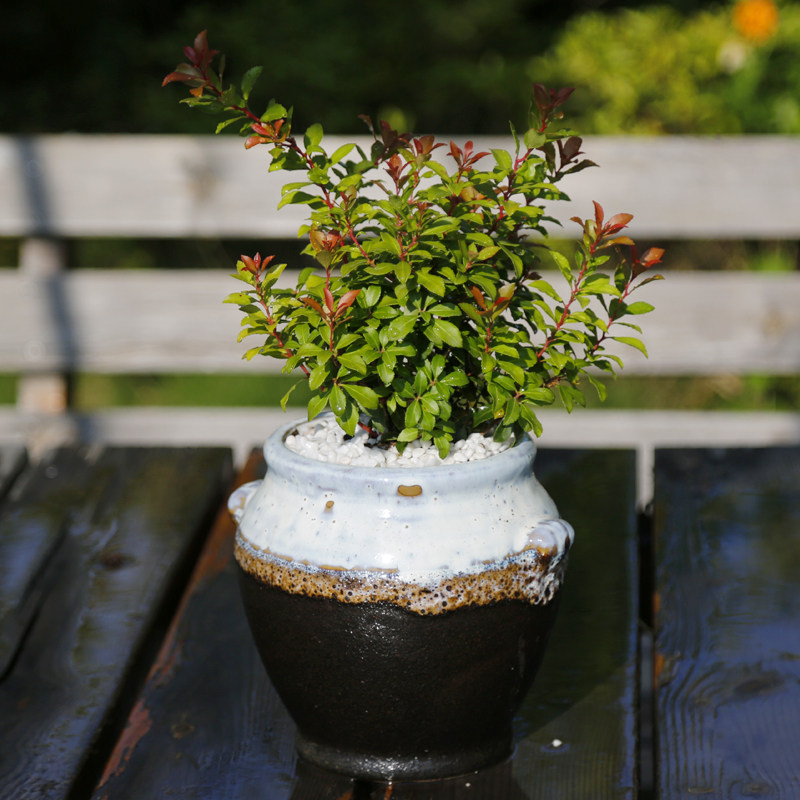 日本植物常绿庭院耐寒绿植室内马醉木叶植物盆栽观绿植