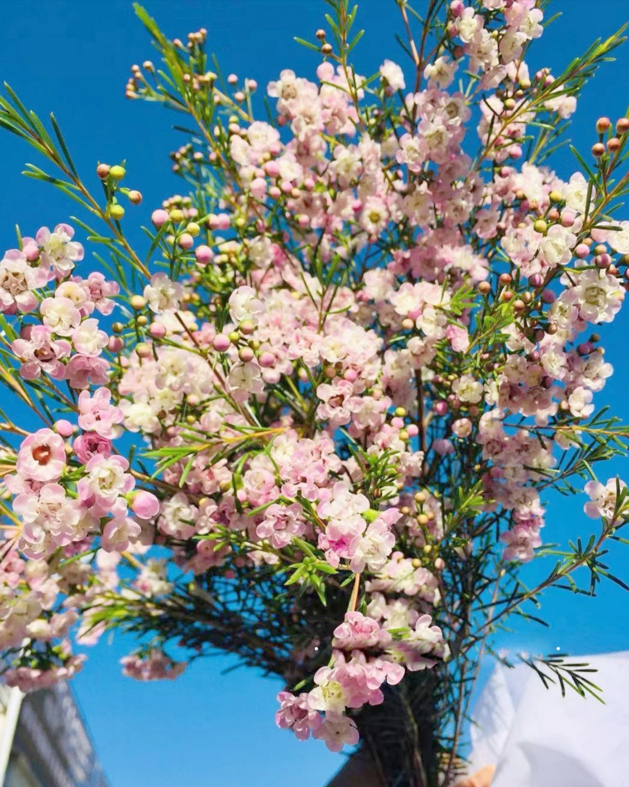 腊梅鲜花蓝色澳洲梅花真花泡水开花枝条平头绿植