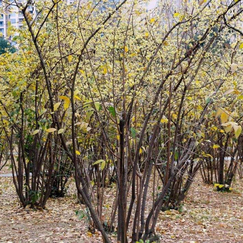 腊梅梅树丛生花苗庭院种植室外冬季开花浓香时令草本花卉