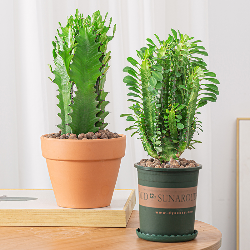 巴西龙骨植物仙人掌室内阳台花卉甲醛净化空气耐旱多肉植物