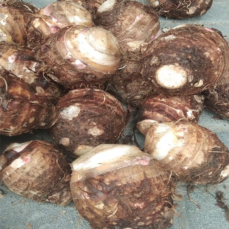 芋头江西特产新鲜蔬菜现挖红芽母芋香脆切丝芋头