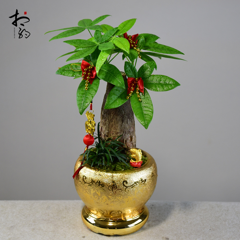 发财树盆栽四季好养植物室内客厅招财绿植花卉绿植