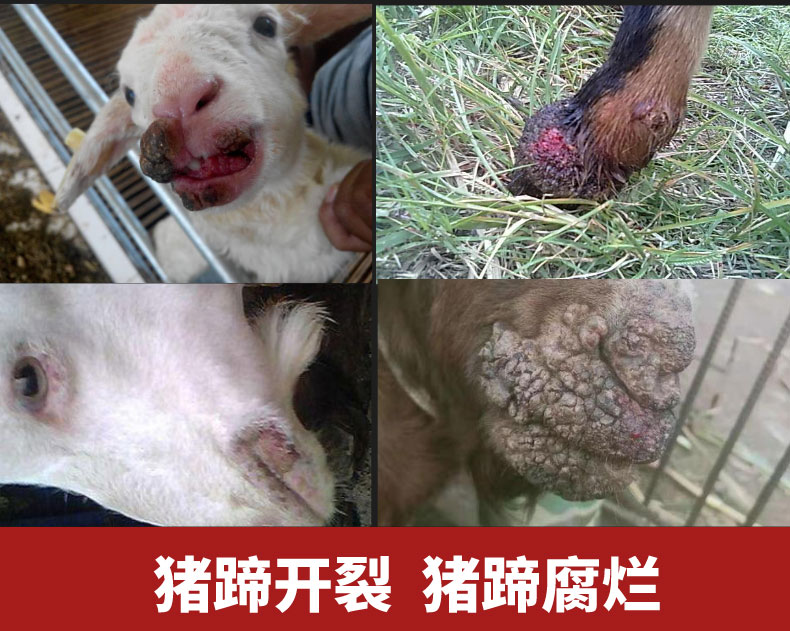 兽用一喷口蹄疫羊药口疮药猪牛羊专用重症腐蹄动物