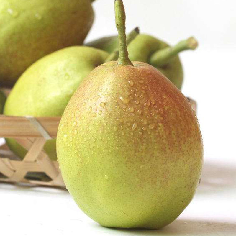 新鲜新疆库尔勒香梨净重3斤香甜可口孕妇水果梨