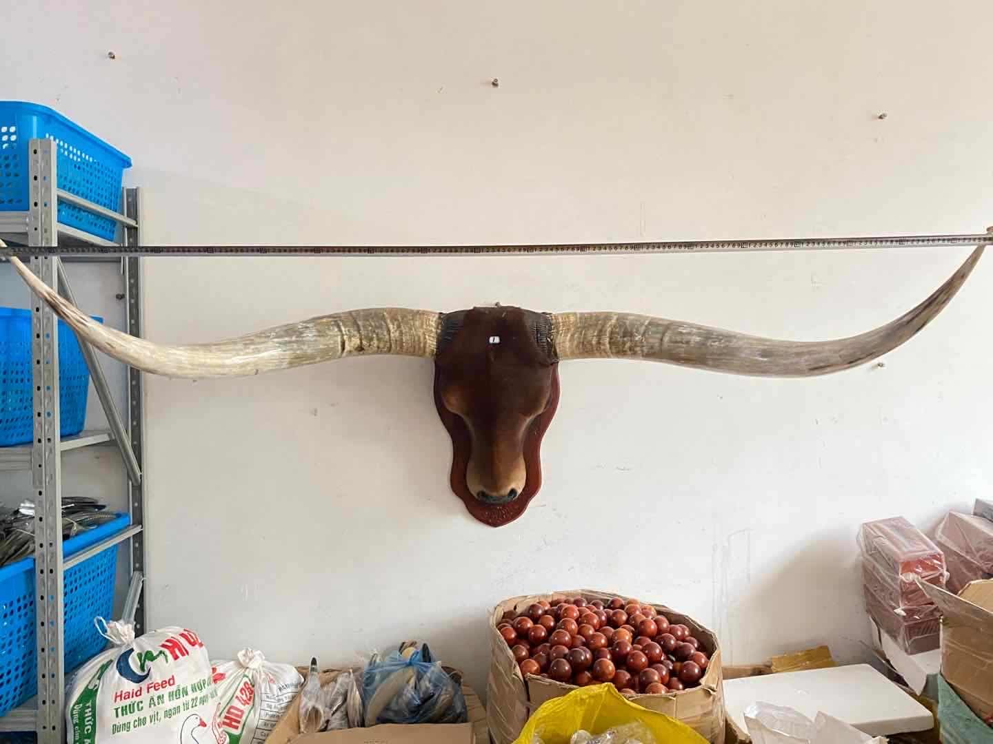 原生态手工制作真牛头标本牛角壁挂装饰镇宅聚财送老板送客户礼品