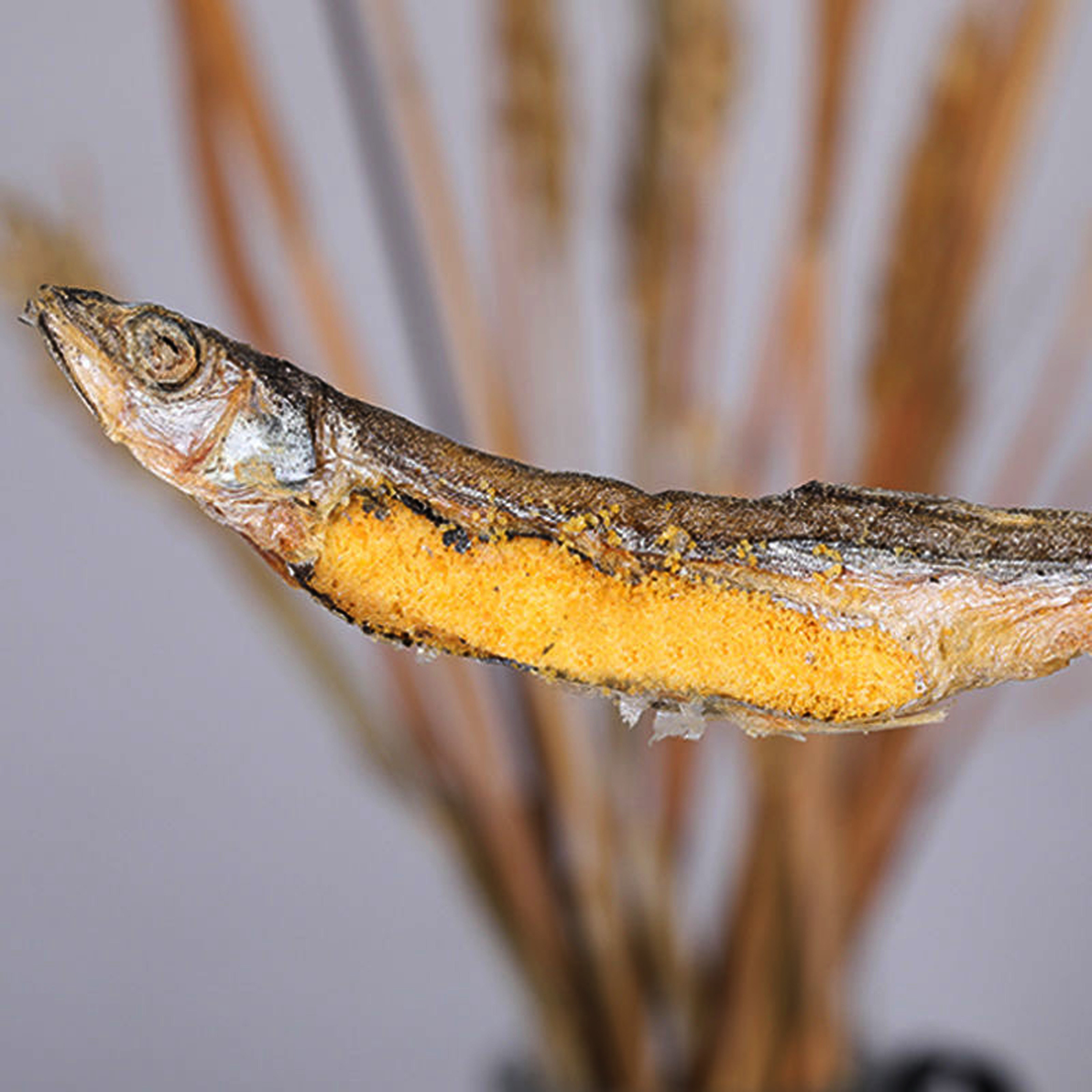 猫咪冻干零食多春鱼满小鱼增肥营养特色鱼干猫咪特色零食