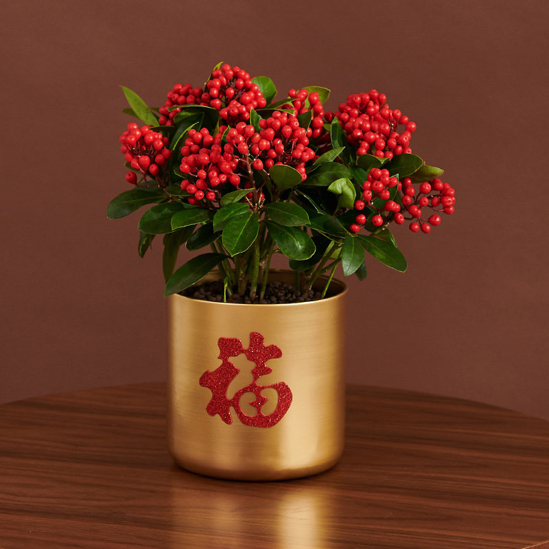 植物红玉盆栽年宵新年装扮绿植客厅珍贵珍珠观绿植