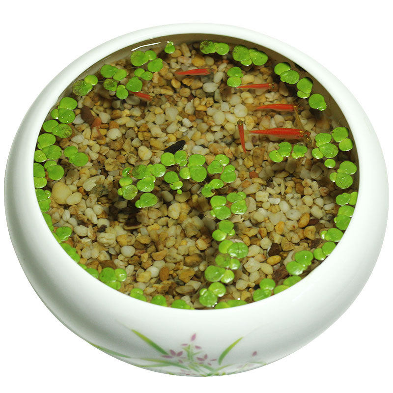 水质紫背浮萍芝麻改善美化水面净化造景适用水草