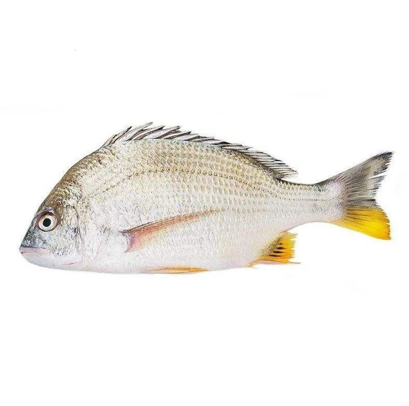 黄翅鱼黄脚立海钓海水产海鲜冷冻赤翅黄鳍鲷黄墙鱼墙鱼黄鱼
