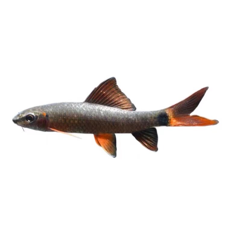 除丝状藻类能手底栖热带观赏鱼红尾黑鲨彩虹鲨鱼粉红鲨活体工具鱼