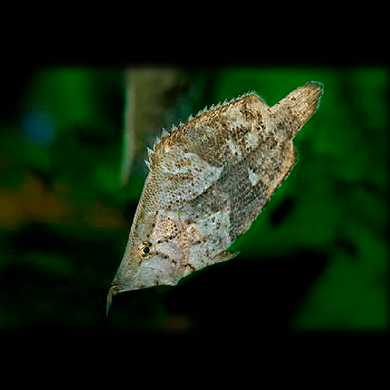 叶鱼又名枯叶叶形鱼多棘叶进口南美稀有野生鱼