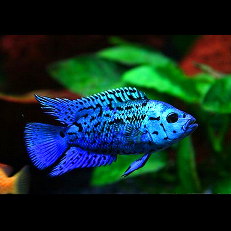 珍珠热带鱼观赏鱼南美美食土鲷银河星钻蓝钻淡水鱼