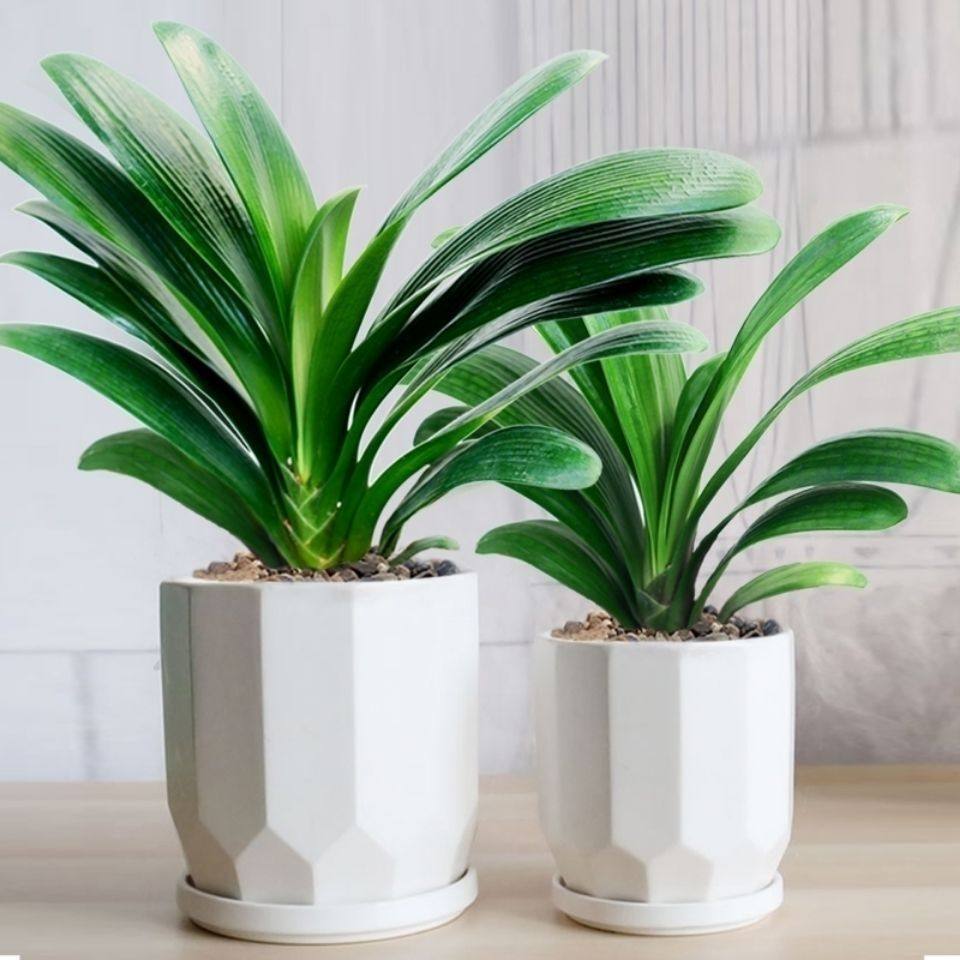 精品推荐君子君子兰兰大四季常青好养室内高档绿植花卉