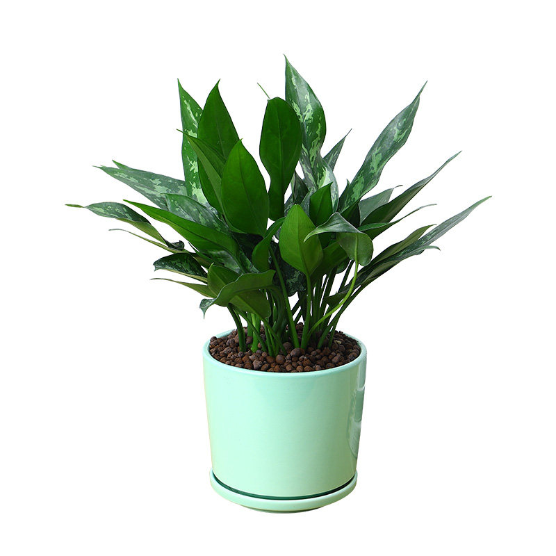 黑美人万年青盆栽皇后室内客厅办公花卉甲醛四季绿植