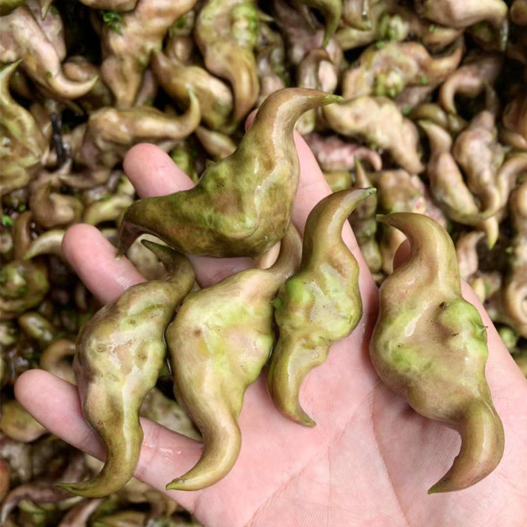 菱角新鲜现摘大个凌角棱角洪湖湖北特产蔬菜菱角