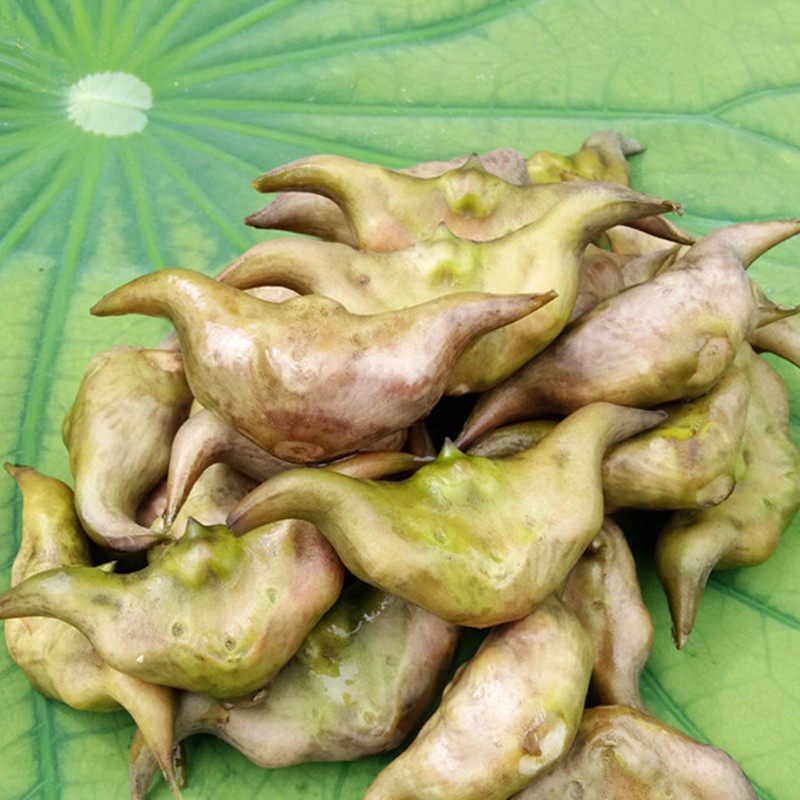 菱角新鲜现摘大个凌角棱角洪湖湖北特产蔬菜菱角