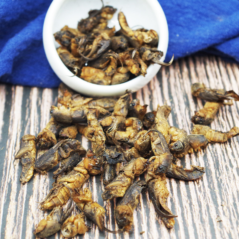 蝼蛄500克野蝲土狗蝲蝲昆虫虫类中药材大全其他药食同源食品