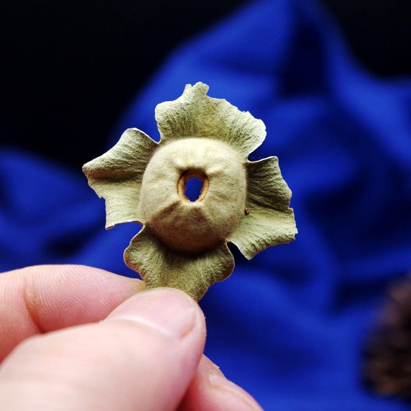 柿子中药材柿蒂500克包邮无硫柿丁品质放心实体其他药食同源食品