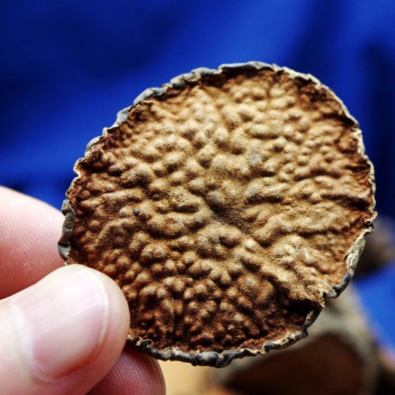 黄药大片无流吊蛋狗头黄狗头黄独中药材野生500克其他药食同源食品