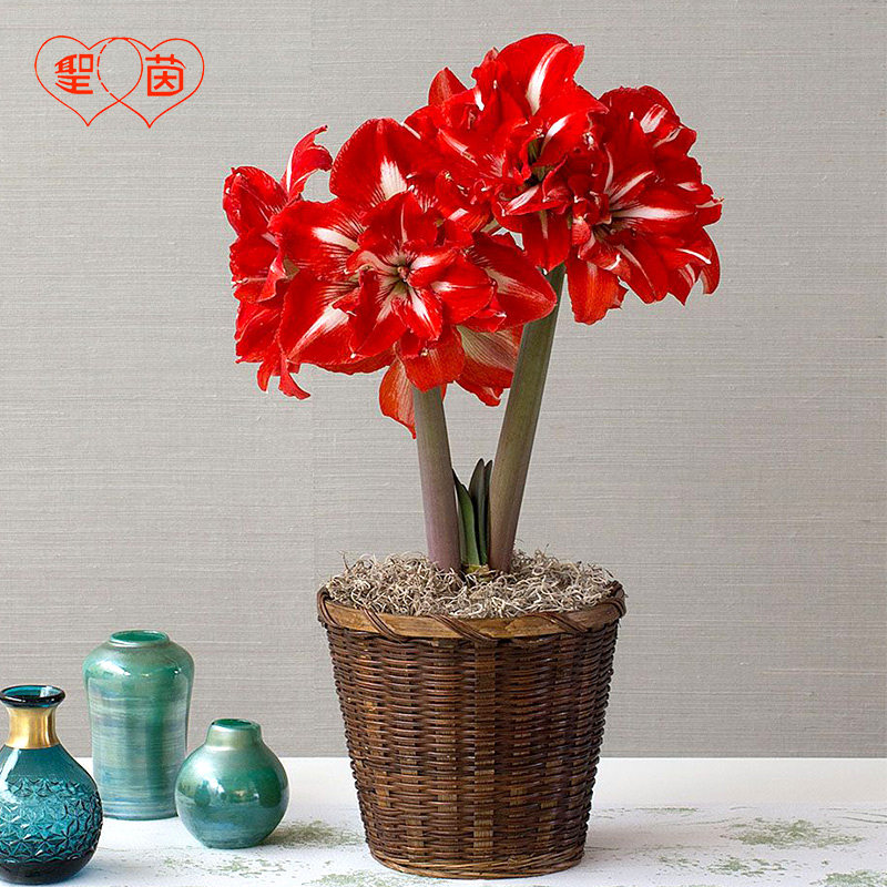 圣茵朱顶兰南非进口重瓣朱顶红种摇滚乐中大有香味种球