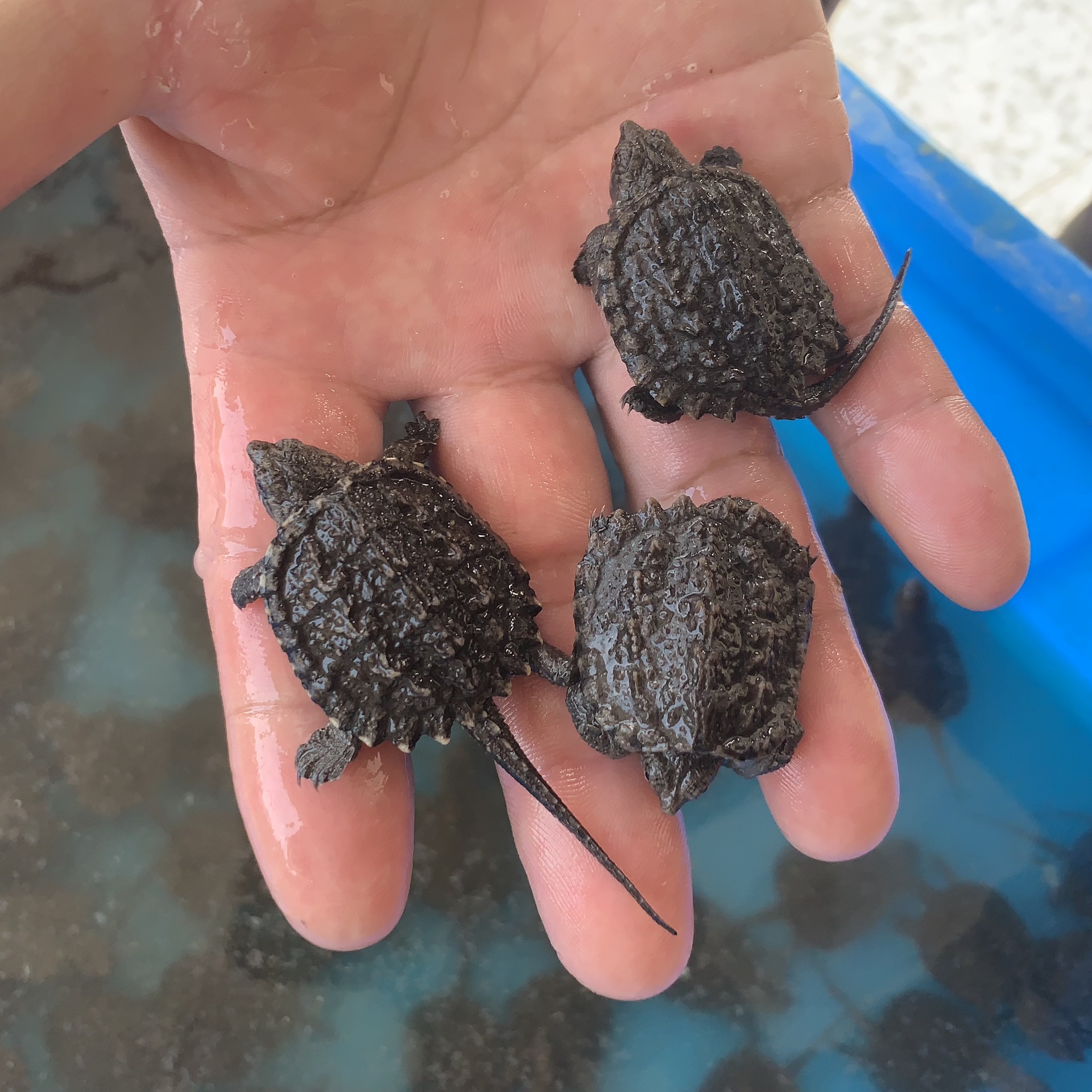 北美小鳄龟苗小乌龟活物活体宠物观赏龟杂食肉龟