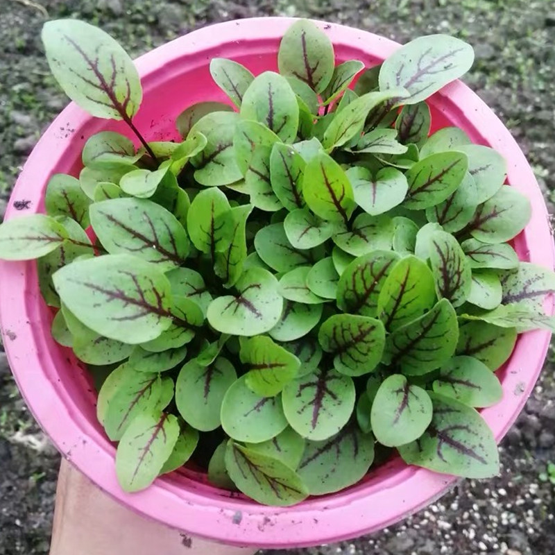 新款红脉酸模叶种籽摆盘沙拉点缀红柄香草春夏秋冬家庭园艺种子