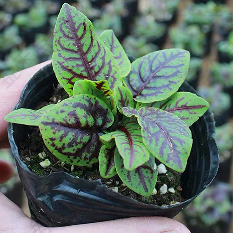 新款红脉酸模叶种籽摆盘沙拉点缀红柄香草春夏秋冬家庭园艺种子