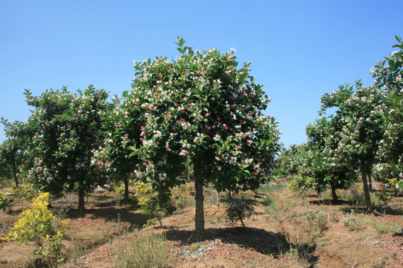 五彩七彩花风景庭院耐旱严寒花卉七彩彩锦盆栽观叶