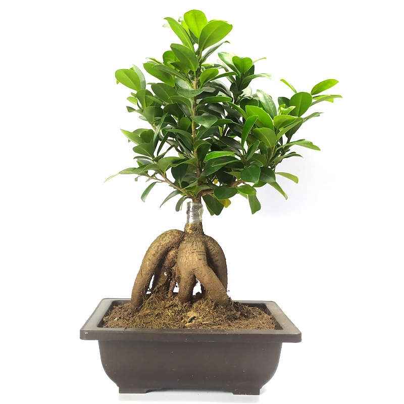 人参榕树盆景小叶盆栽室内大头四季常青植物绿植